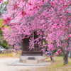 御厨神社 梅林 2