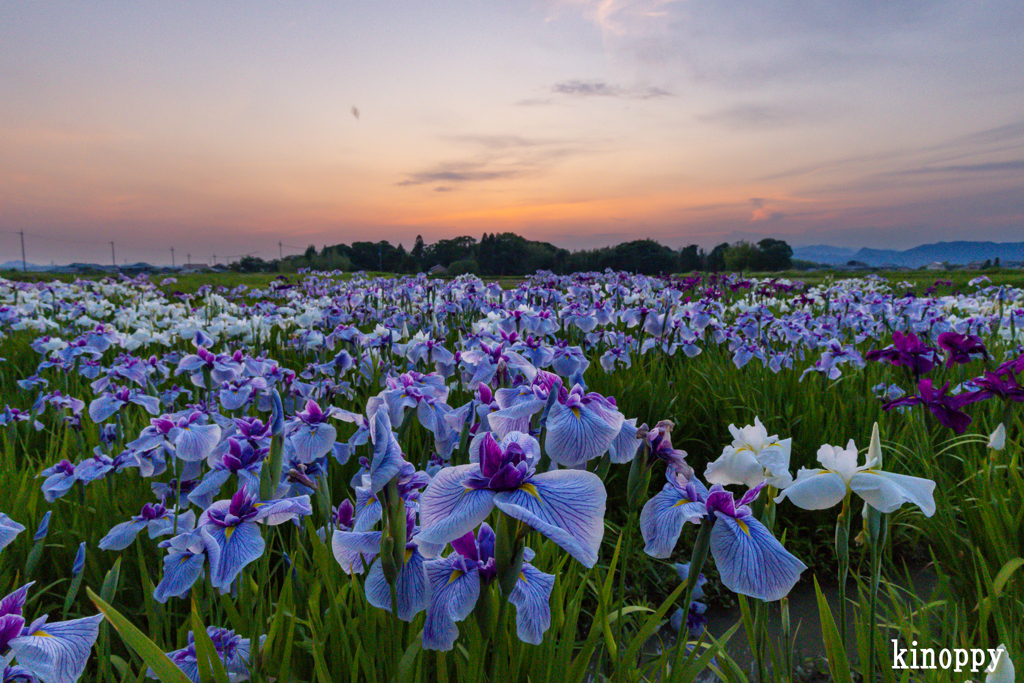 小さな菖蒲園 夕景 2