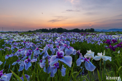 小さな菖蒲園 夕景 2