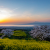 白木峰高原 桜と菜の花 4