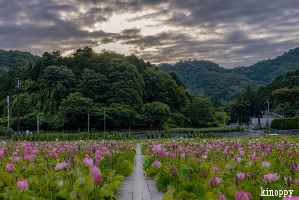 ヤマサ蒲鉾 蓮の花苑