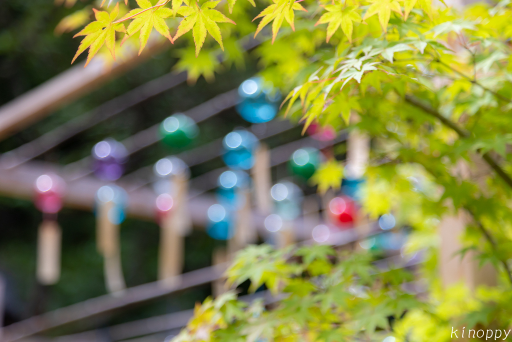 正寿院 風鈴まつり 6