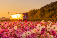 北条鉄道 コスモス