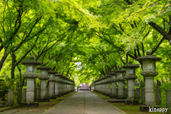 高山寺 新緑 2