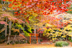 洞光寺 紅葉 2