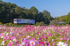 北条鉄道コスモス畑