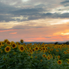 ひまわりの丘公園 夕景Ⅱ