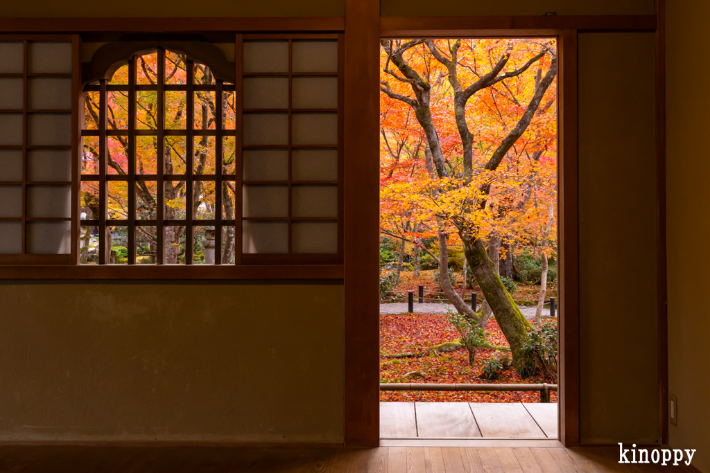圓光寺 紅葉 6