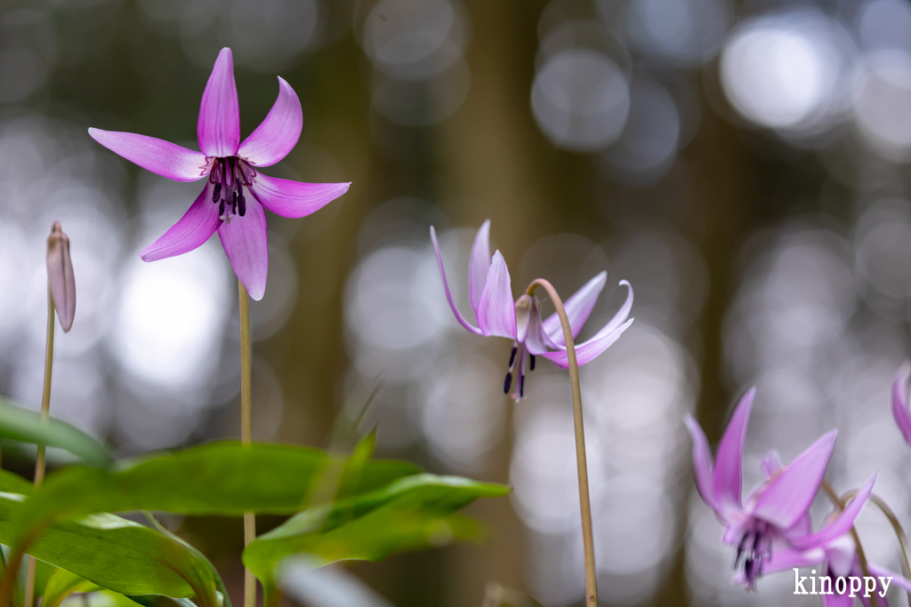 カタクリの花 3