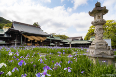 宮地嶽神社 菖蒲