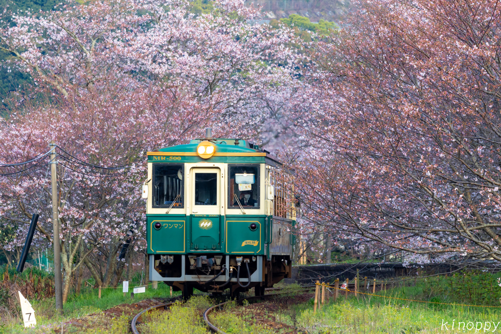 松浦鉄道 桜トンネル 2