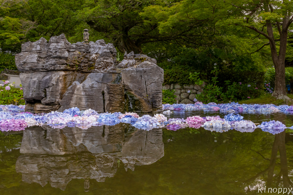 久安寺 アジサイ 2