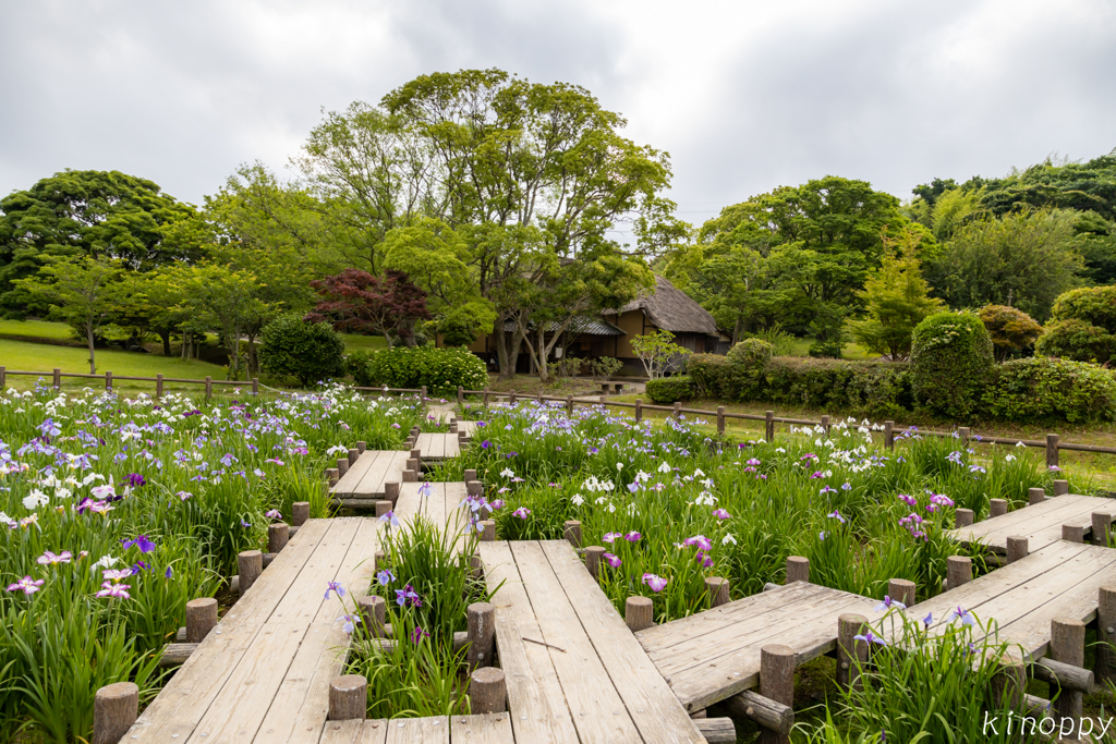 宮地嶽神社 菖蒲苑