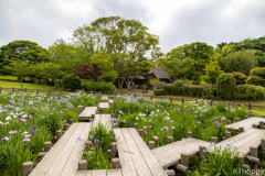 宮地嶽神社 菖蒲苑