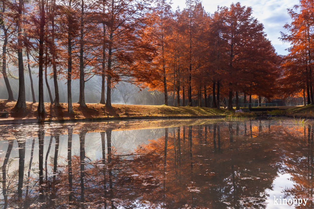 三田小野公園 ラクショウ 3