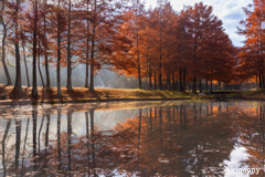 三田小野公園 ラクショウ 3