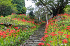 佛隆寺 彼岸花 2