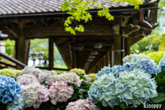 長谷寺 あぢさゐ回廊 3