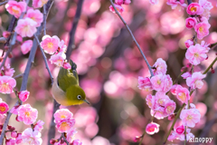 鈴鹿の森庭園 メジロ 4