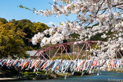 川上峡 桜と鯉のぼり