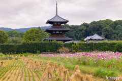 法起寺 コスモス畑