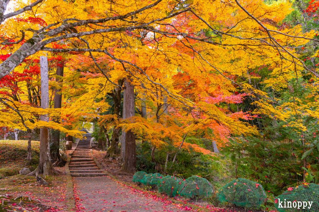 龍穏寺 紅葉