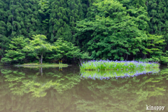 平池 カキツバタ 2