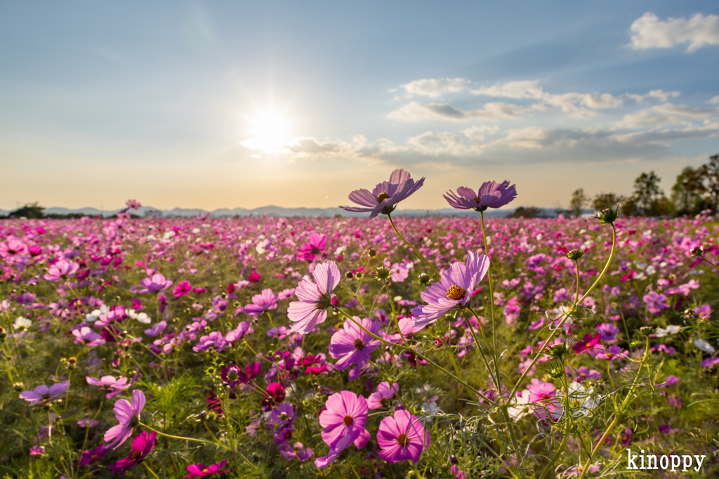 ひまわりの丘公園 コスモス