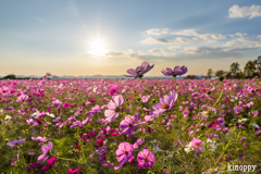 ひまわりの丘公園 コスモス