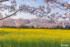 藤原宮跡 菜の花と桜 5
