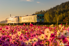 北条鉄道 コスモス 2