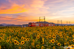 ひまわり畑 近江鉄道 夕景 2