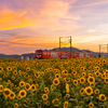 ひまわり畑 近江鉄道 夕景 2