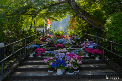 岡寺 あぢさゐ回廊