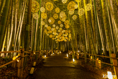嵐山月灯路 4