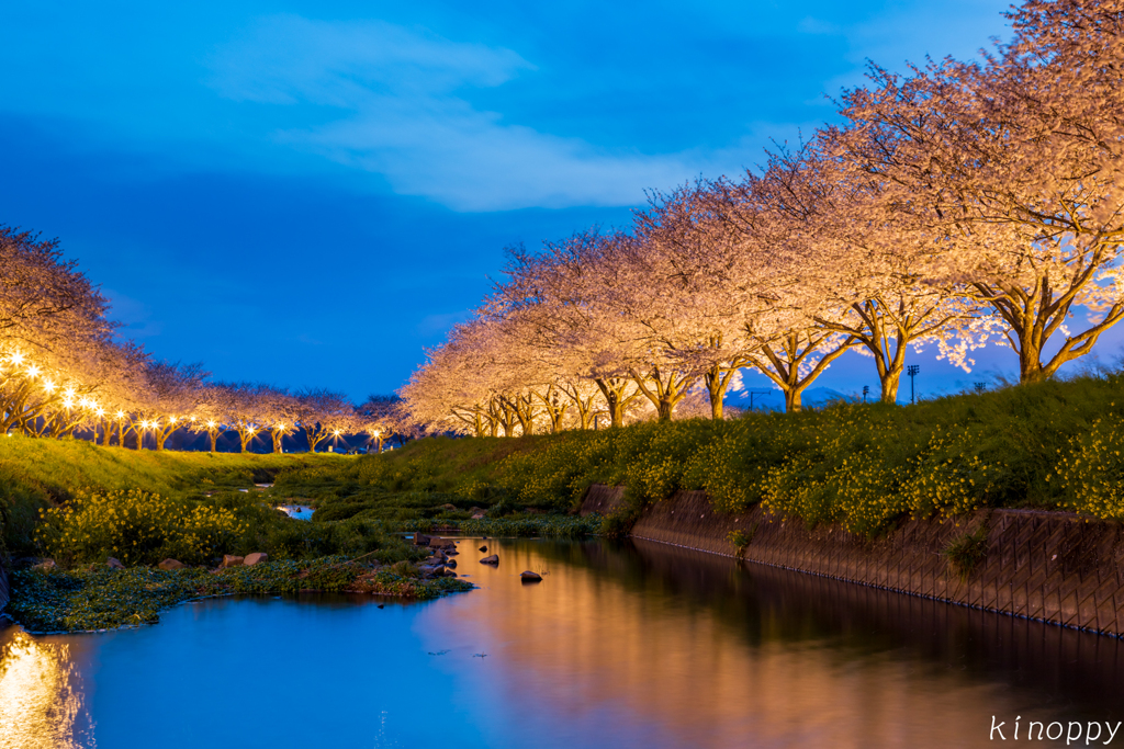 草場川 桜並木 2