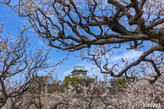 大阪城 梅林 5