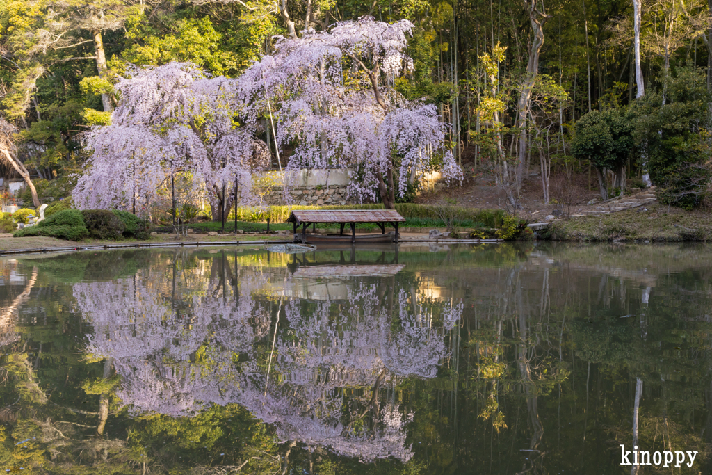 曹源寺 しだれ桜