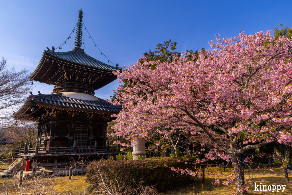 清凉寺 河津桜 2