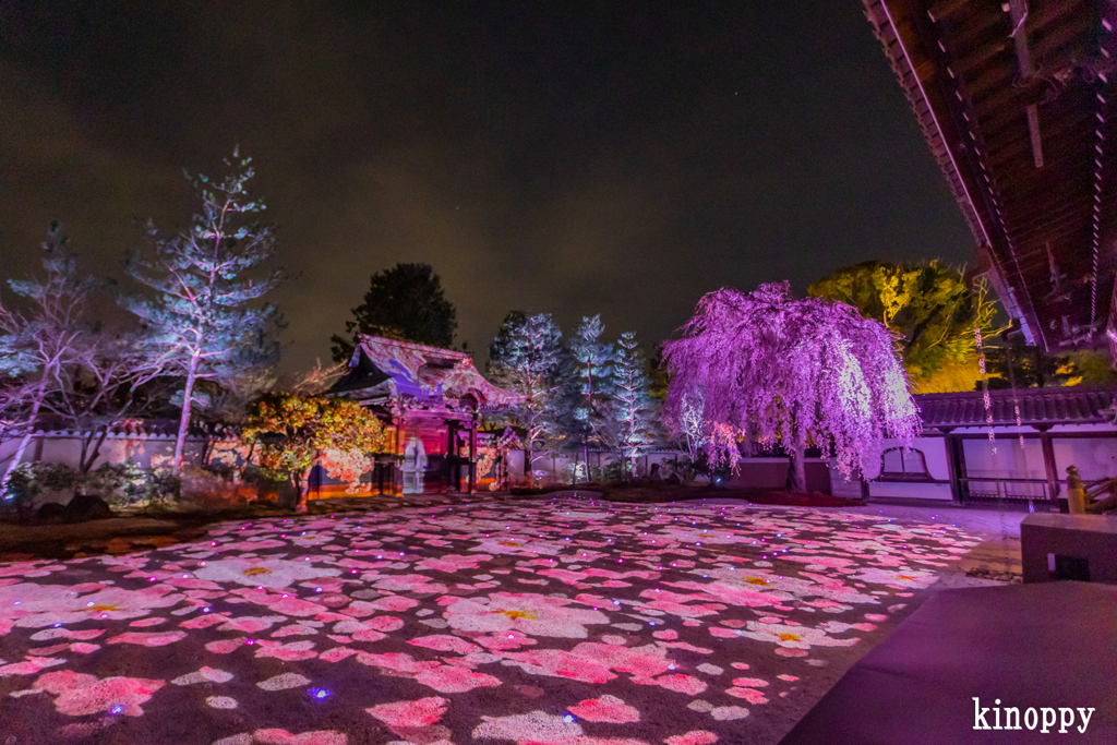 高台寺 ライトアップ 3