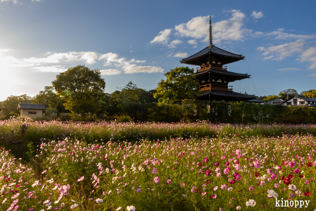 法起寺 コスモス 2