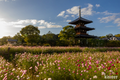 法起寺 コスモス 2