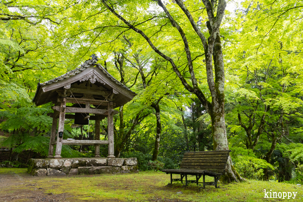 高源寺 新緑 5