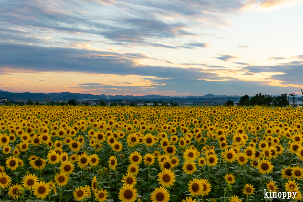 ひまわりの丘公園 2