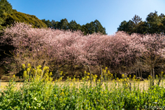 初御代桜