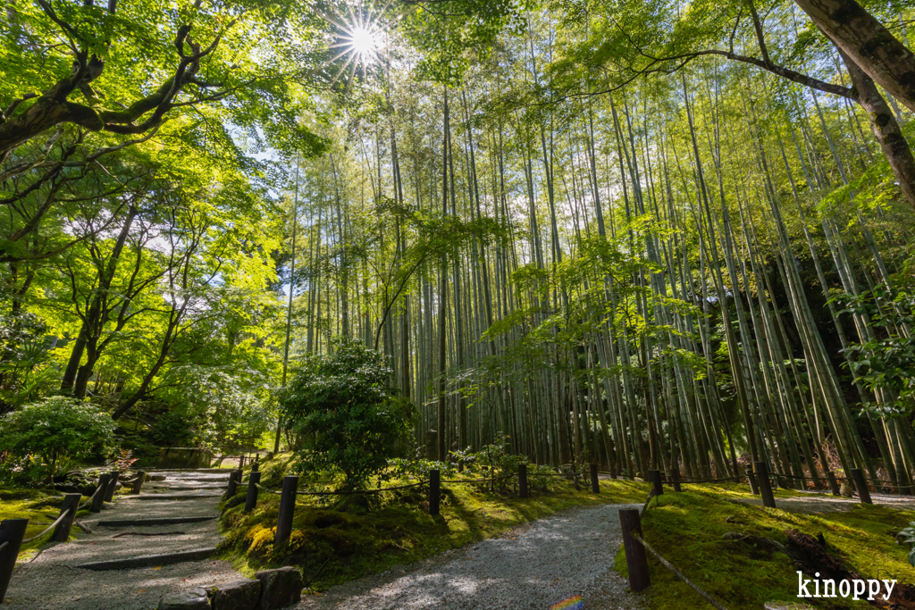 圓光寺 新緑 6