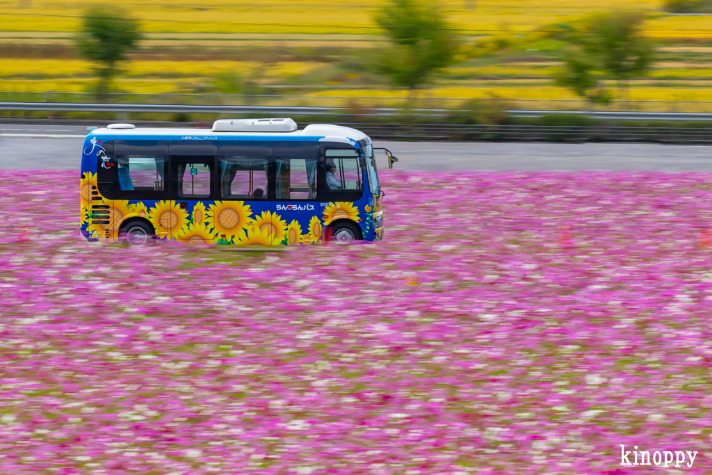 ひまわりの丘公園 らんらんバス 2