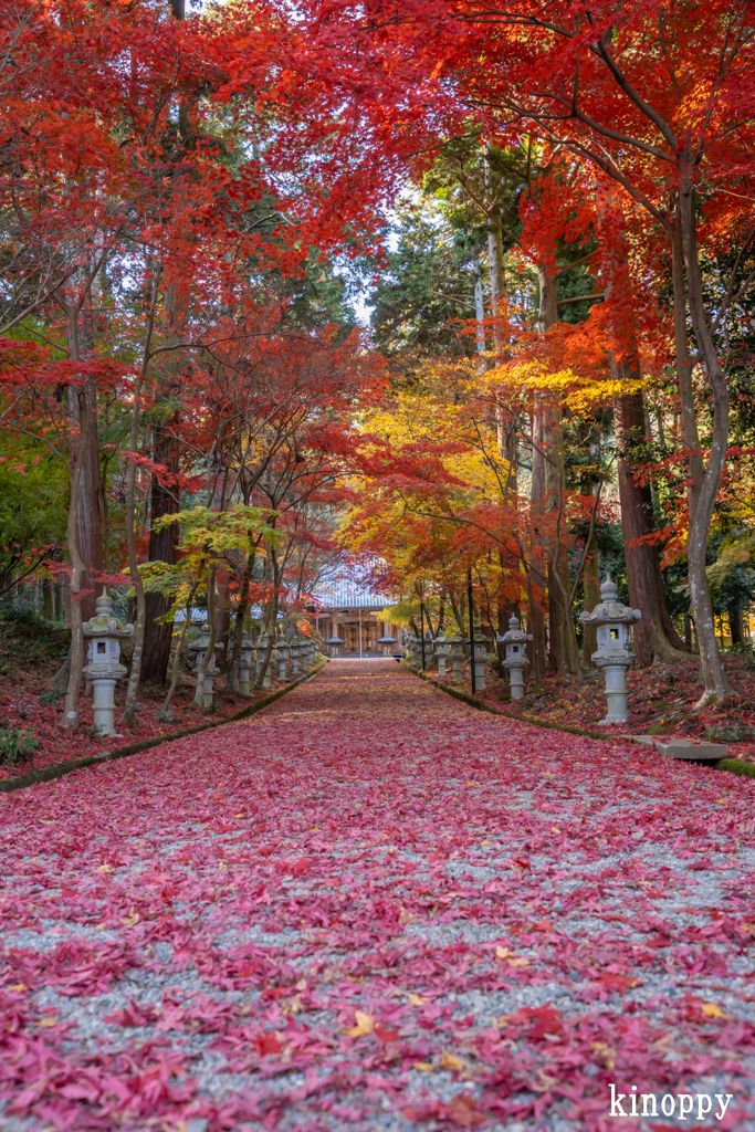 西林寺 紅葉 2