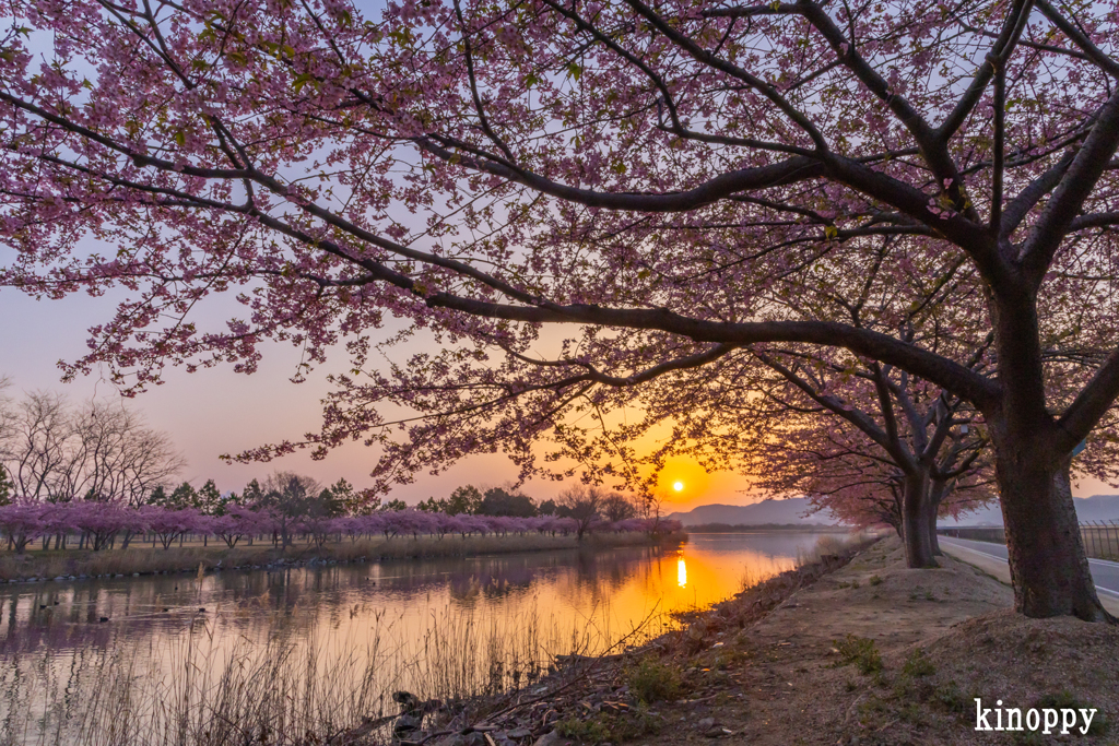 児島湖 河津桜