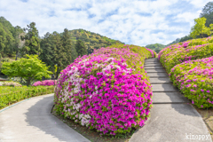 三室戸寺 ツツジ 6